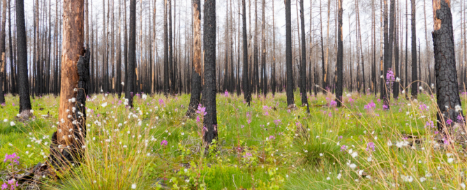 Wildfire_posttraumatic_growth_MindClear_Psychotherapy
