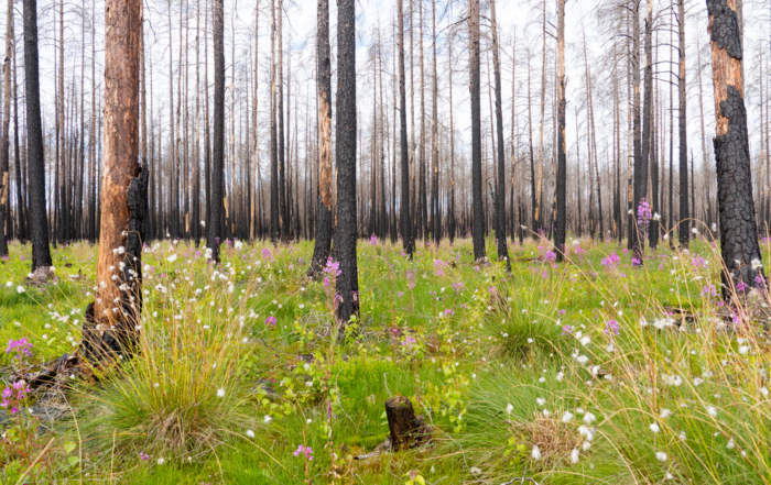 Wildfire_posttraumatic_growth_MindClear_Psychotherapy