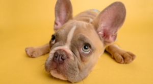 karsten-winegeart-fawning-people-pleasing-therapy