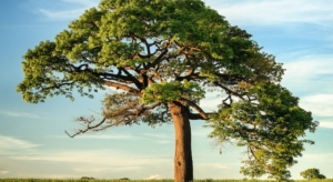 niko-photos-mentalhealth-nature