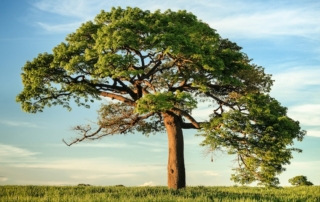niko-photos-mentalhealth-nature