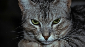 nour-wageh-anger-therapy-mindclear