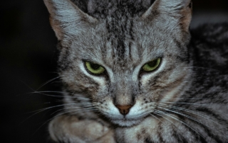 nour-wageh-anger-therapy-mindclear