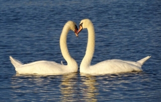 belinda-fewings-attachment-love-MindClear-therapy