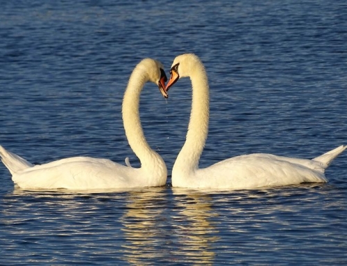 Attachment Theory: Beyond a Social Media Fad